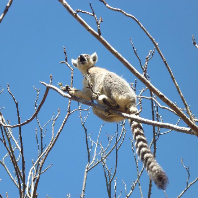 Admire lemurs on the RN7