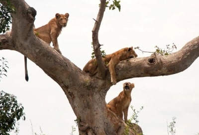 Uganda Tours
