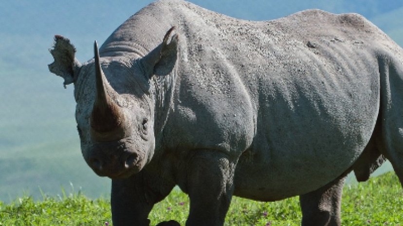 Big 5 Tanzania Adventure Safari 3