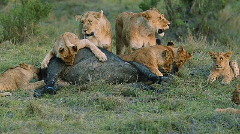 Big 5 Tanzania Adventure Safari 4