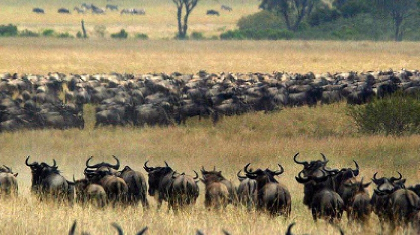 Great Migration Tanzania Adventure Safari 2