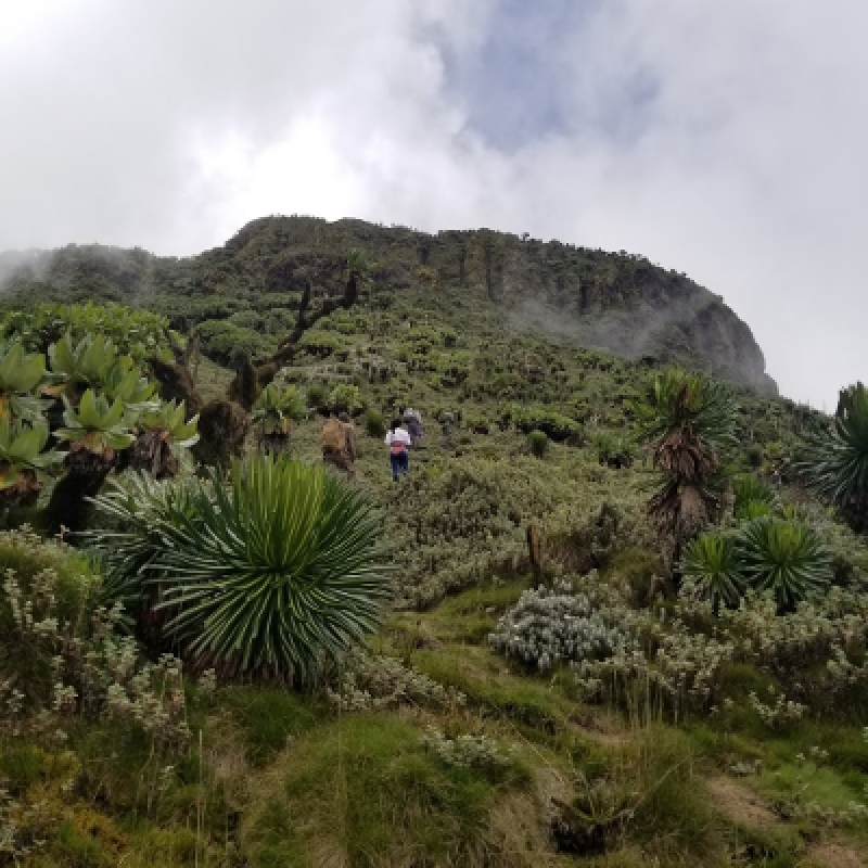 3 Days Gorilla Trekking in Rwanda 3