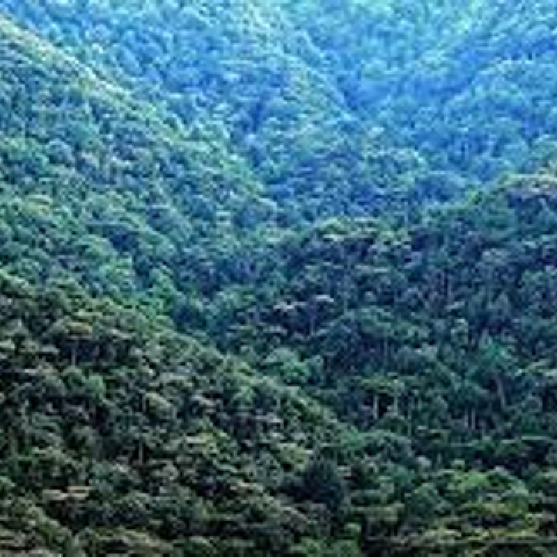 4 Days Gorilla Trekking in Uganda's Mt Mgahinga Np. 2