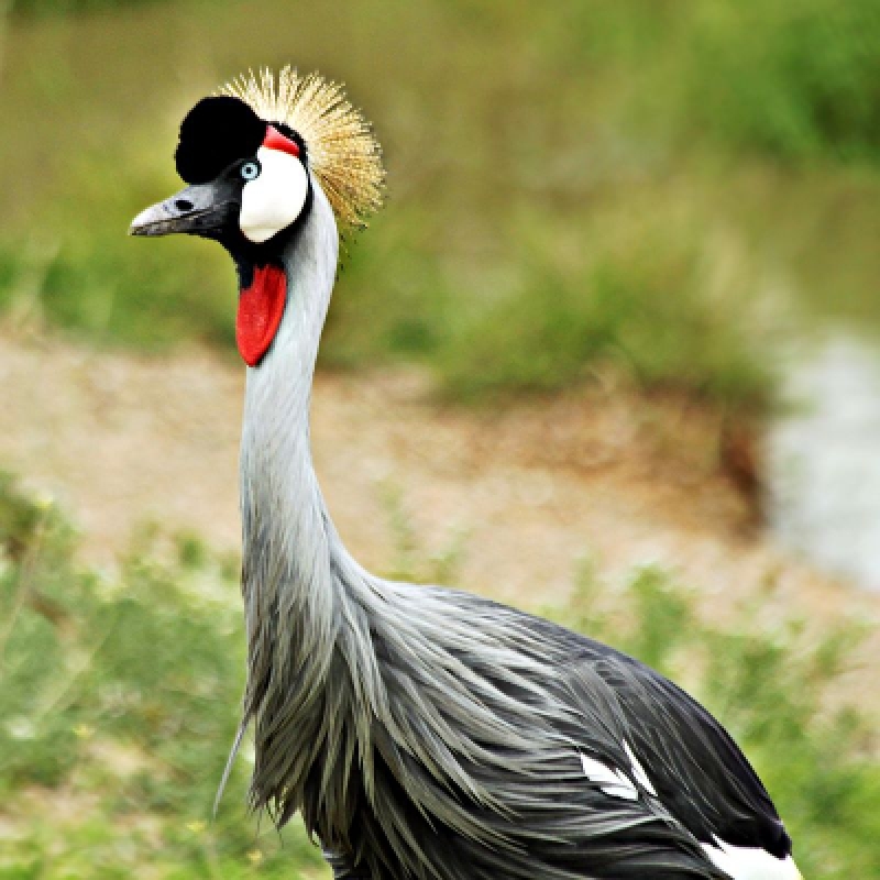 6 / Days 5 / Nights - The Great Migration Safaris Serengeti Luxury Package All-Inclusive 2