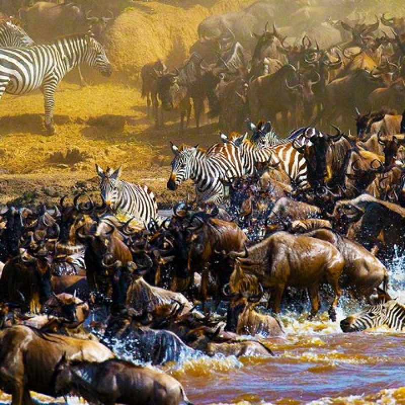 6 / Days 5 / Nights - The Great Migration Safaris Serengeti Luxury Package All-Inclusive 4