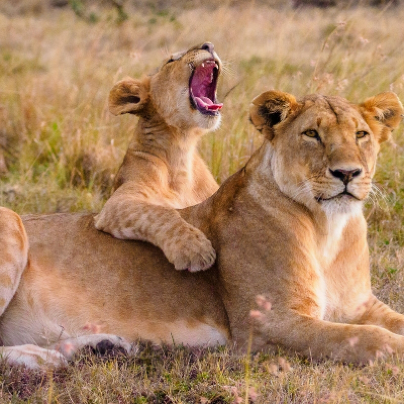 4 Days Safari to Queen Elizabeth National Park 2