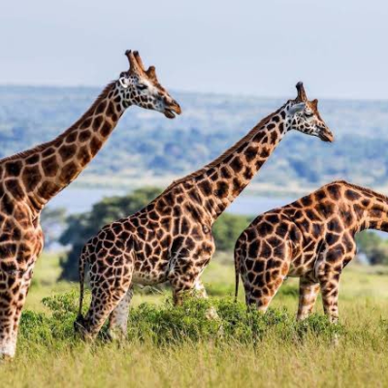 4 DAYS UGANDA WILDLIFE AND CHIMPANZEE TREEKING SAFARI 1