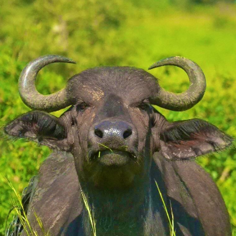 4 DAYS UGANDA WILDLIFE AND CHIMPANZEE TREEKING SAFARI 2