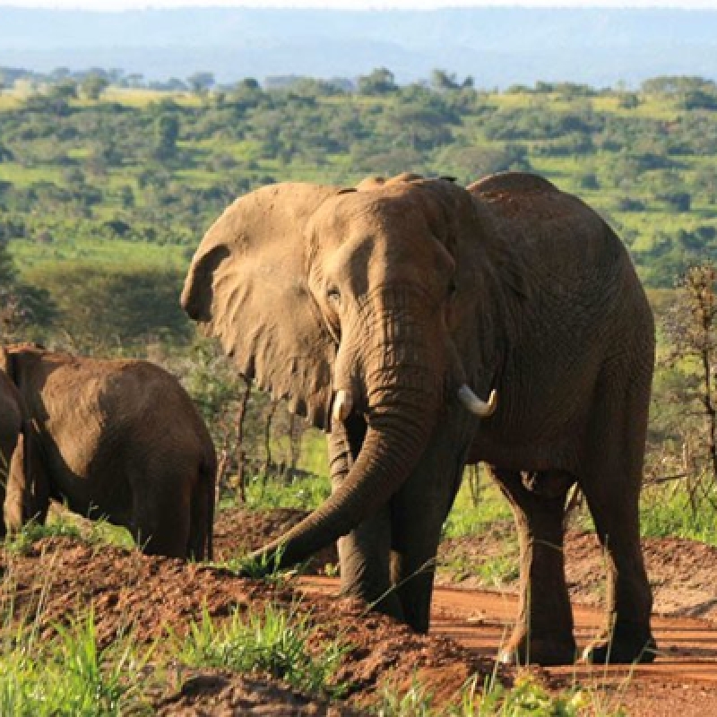 4 DAYS UGANDA WILDLIFE AND CHIMPANZEE TREEKING SAFARI 3