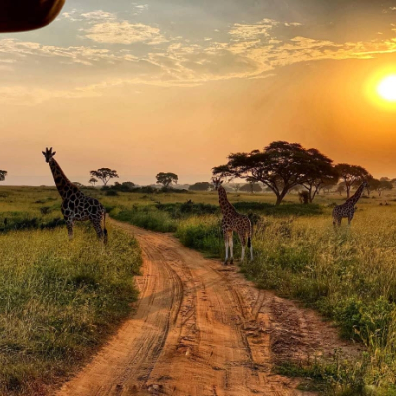 4 DAYS UGANDA WILDLIFE AND CHIMPANZEE TREEKING SAFARI 4