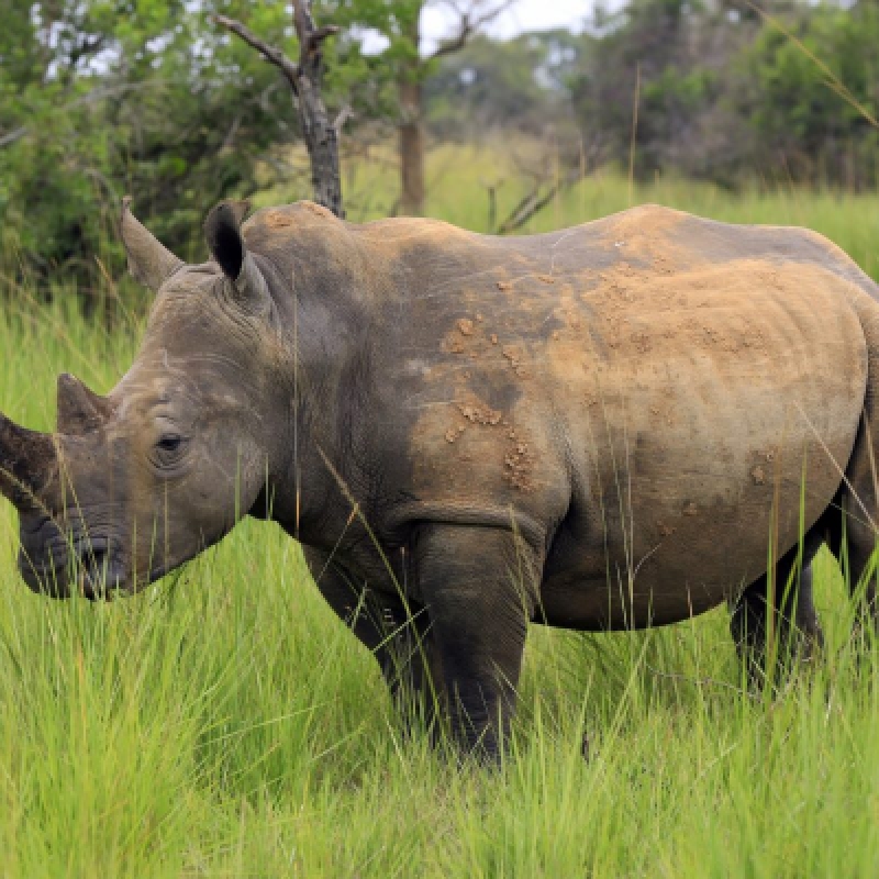 3 Days Murchison Falls National Park Safari 4
