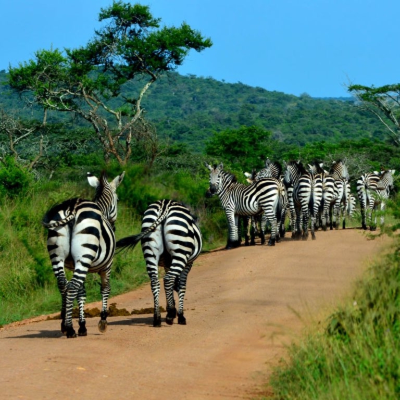 9 Days Best of Uganda Safari to Murchison Falls, Semuliki, Queen Elizabeth, Bwindi Impenetrable Forest and Lake Mburo National Parks 3