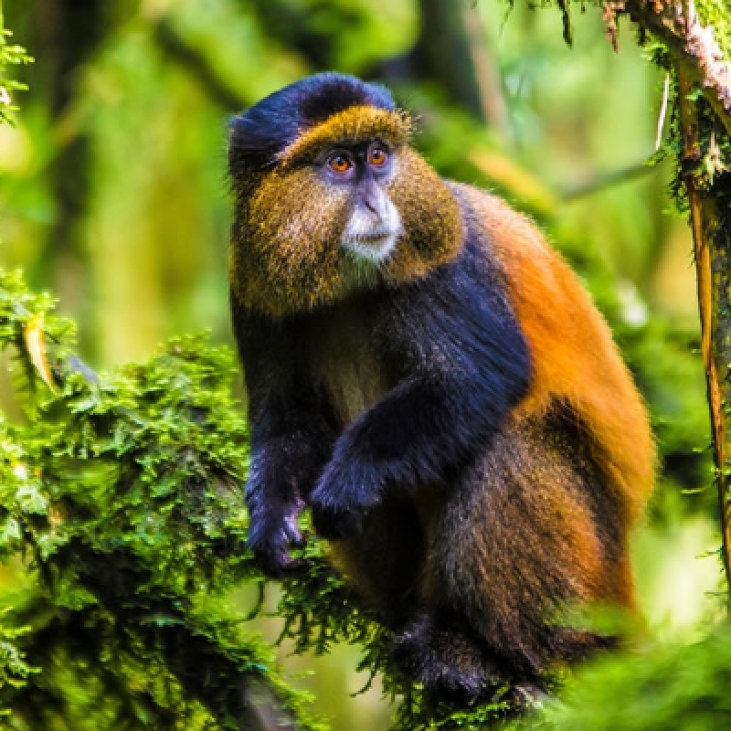 9 Days Best of Uganda Safari to Murchison Falls, Semuliki, Queen Elizabeth, Bwindi Impenetrable Forest and Lake Mburo National Parks 4