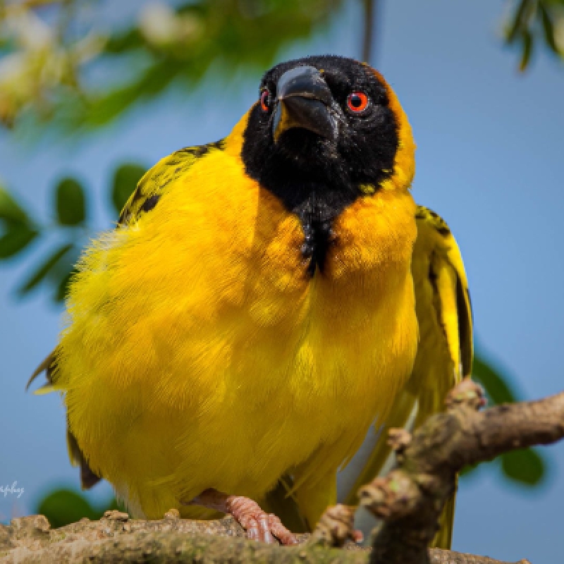 6 Days Bird Watching Safari in Uganda to Entebbe Zoo, Lake Mburo and Semuliki Forest National Parks 3