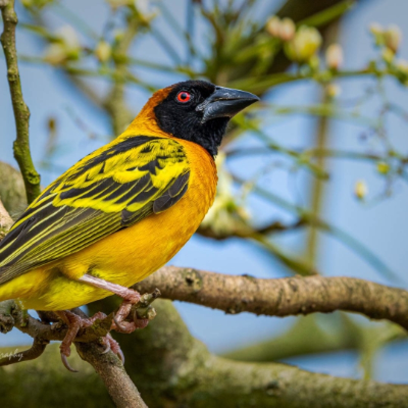 6 Days Bird Watching Safari in Uganda to Entebbe Zoo, Lake Mburo and Semuliki Forest National Parks 4