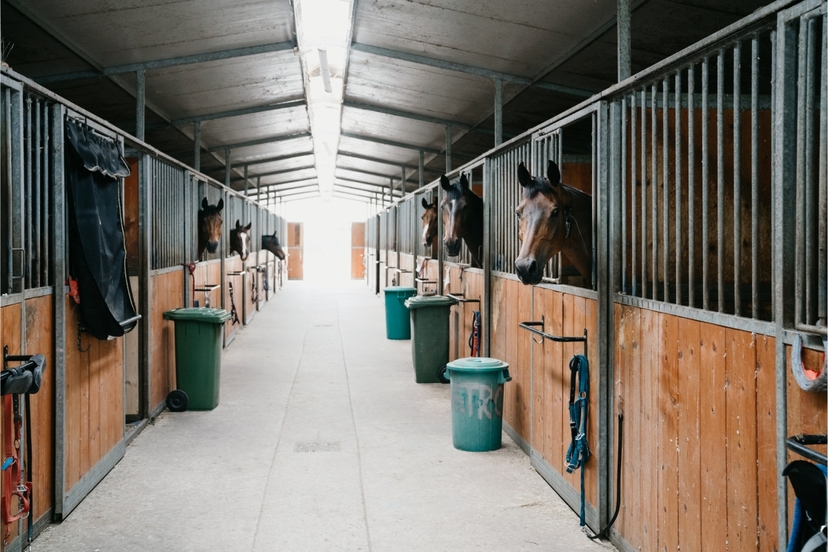 Daily Istanbul Horse Safari Tour 4