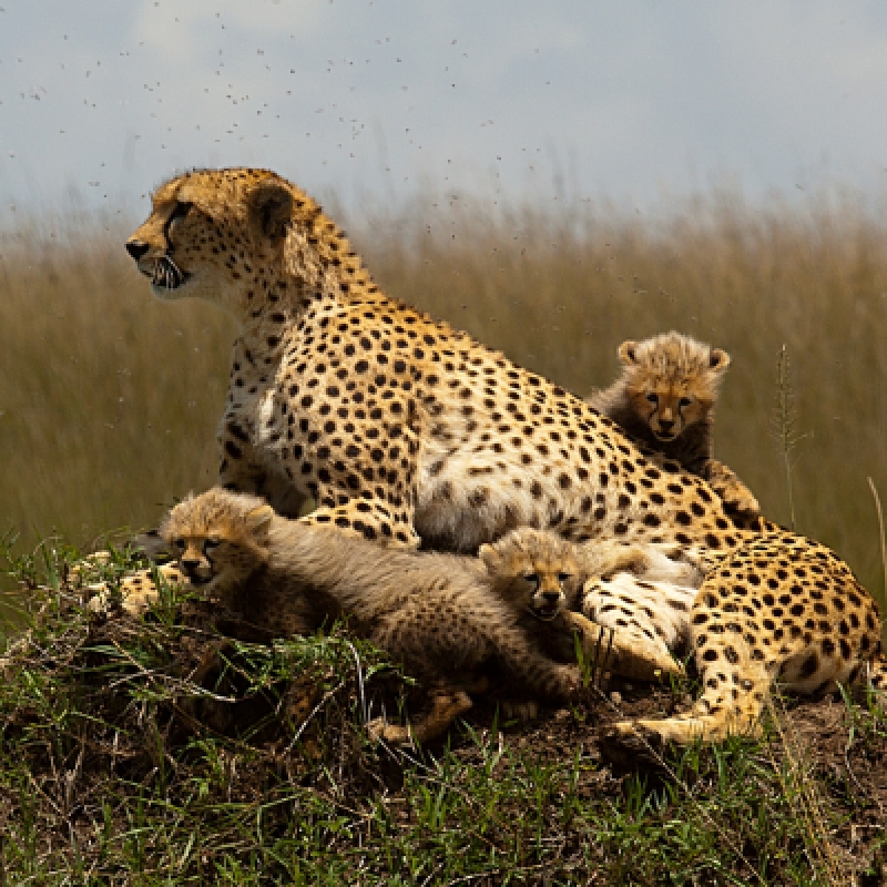 Wildlife Safari: 5-Day Maasai Mara, Lake Nakuru & Naivasha 1