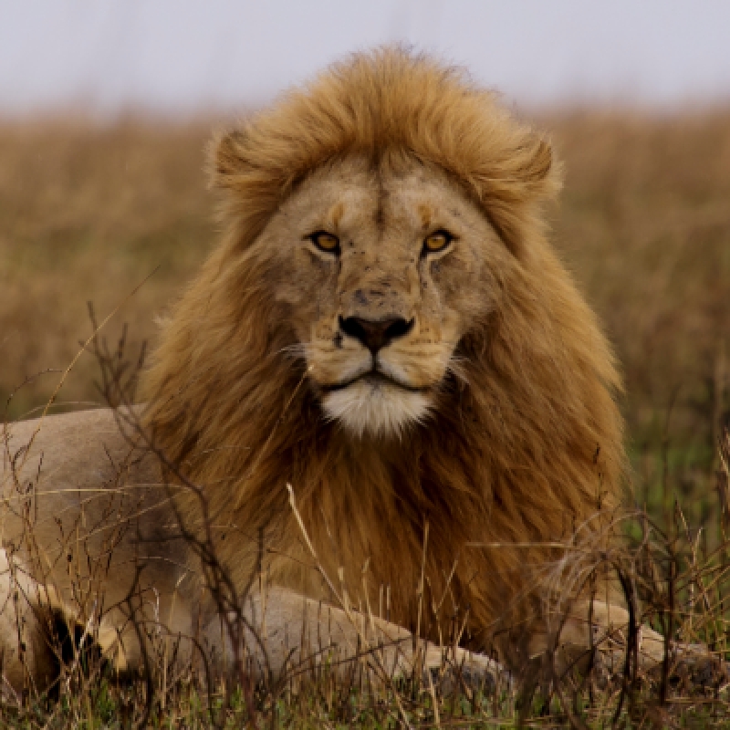 Wildlife Safari: 5-Day Maasai Mara, Lake Nakuru & Naivasha 3