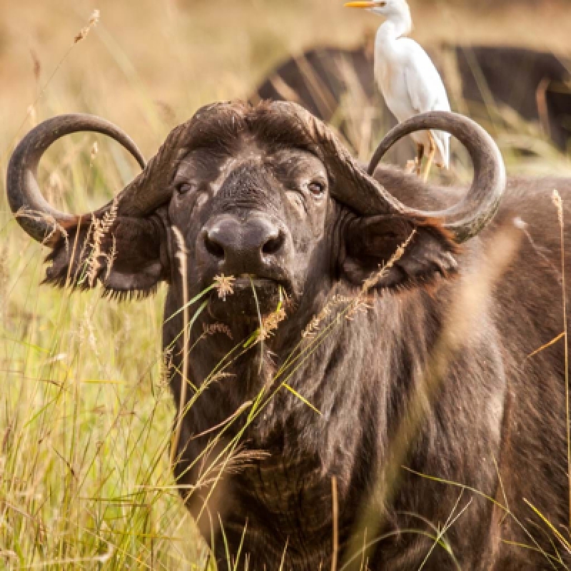 Wildlife Safari: 5-Day Maasai Mara, Lake Nakuru & Naivasha 4