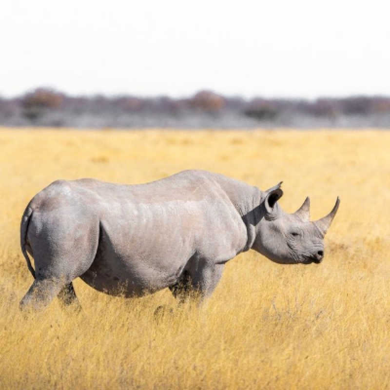 Maasai Mara Adventure: A Thrilling 3-Day Safari from Nairobi 3