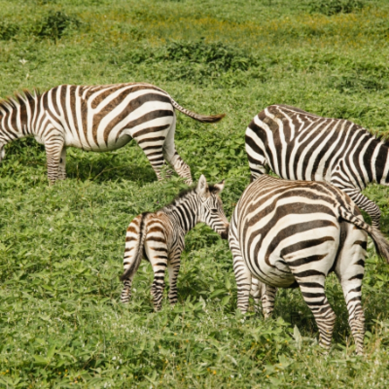 10-Day 9-Night Tanzania Comfort Safari & Zanzibar 2