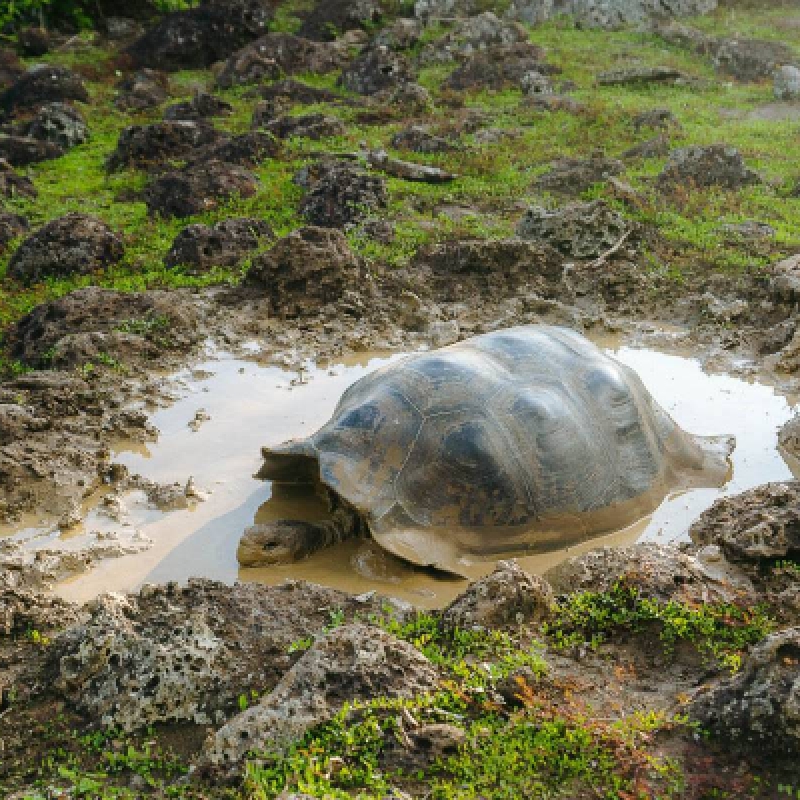 8 Days Galapagos Island Hopping Tour (San Cristobal - Santa Cruz - Isabela) 1
