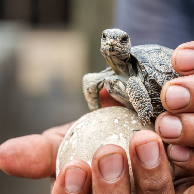 7 Days Galapagos Expedition: San Cristobal & Santa Cruz Island 2