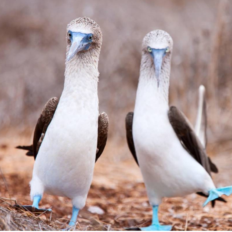 7 Days Galapagos Expedition: San Cristobal & Santa Cruz Island 3