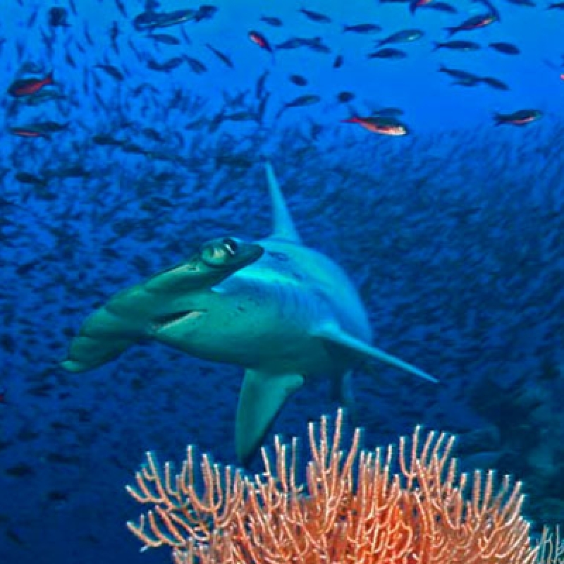 5 Days Galapagos Island Hopping: San Cristobal & Santa Cruz 3