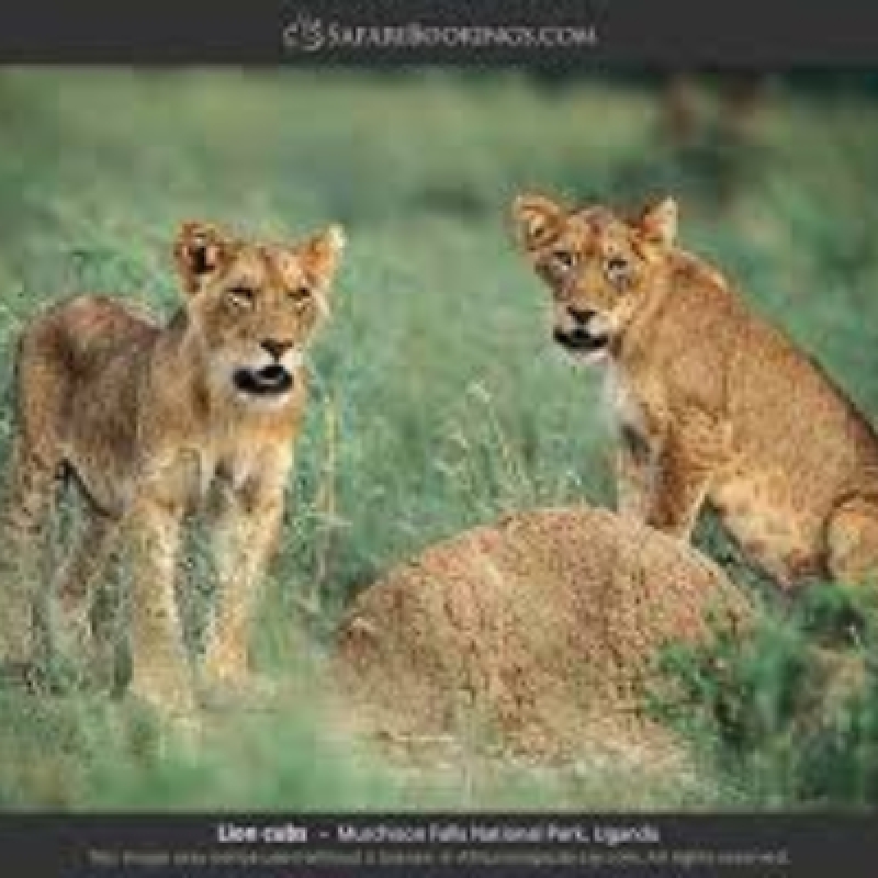 6 Days Best of Uganda and Wildlife Viewing 2
