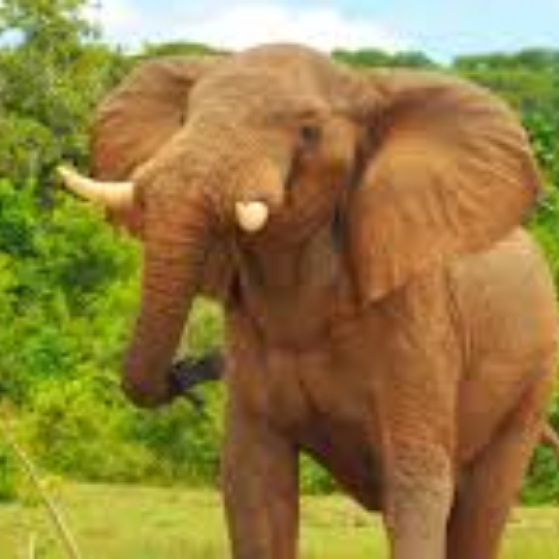 6 Days Best of Uganda and Wildlife Viewing 3
