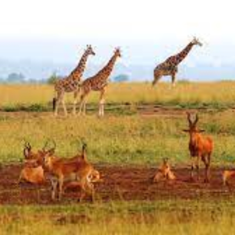 6 Days Best of Uganda and Wildlife Viewing 4