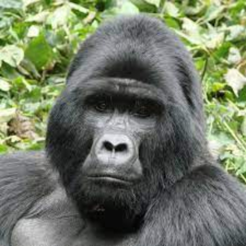 5 Days Chimpanzee and Gorilla Tracking 2