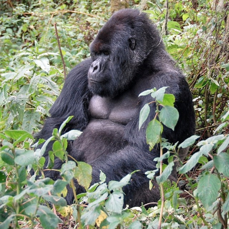 5 Days Chimpanzee and Gorilla Tracking 3