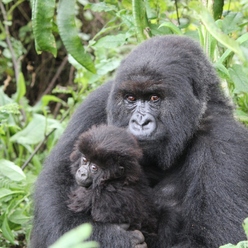 5 Days Chimpanzee and Gorilla Tracking 4