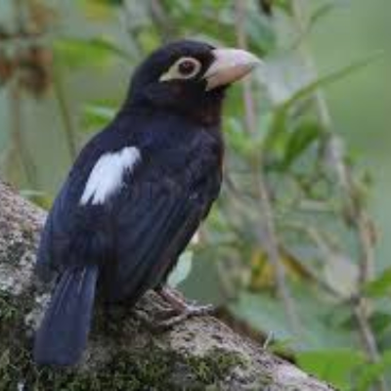 11 Days Birding and Wildlife Safari in Uganda 1