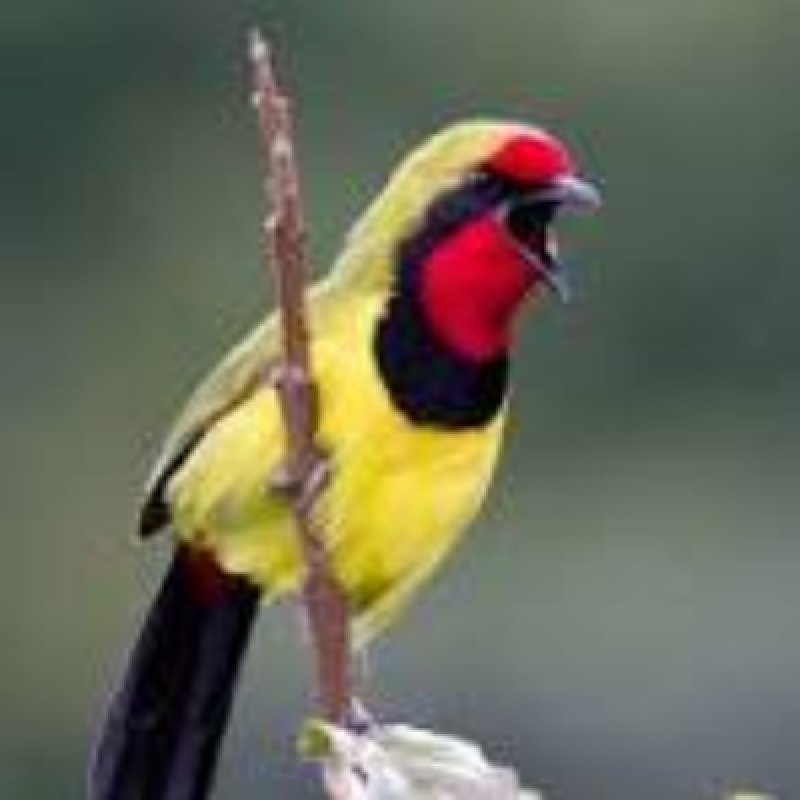 11 Days Birding and Wildlife Safari in Uganda 2