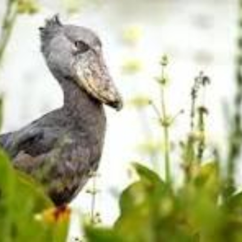 11 Days Birding and Wildlife Safari in Uganda 3
