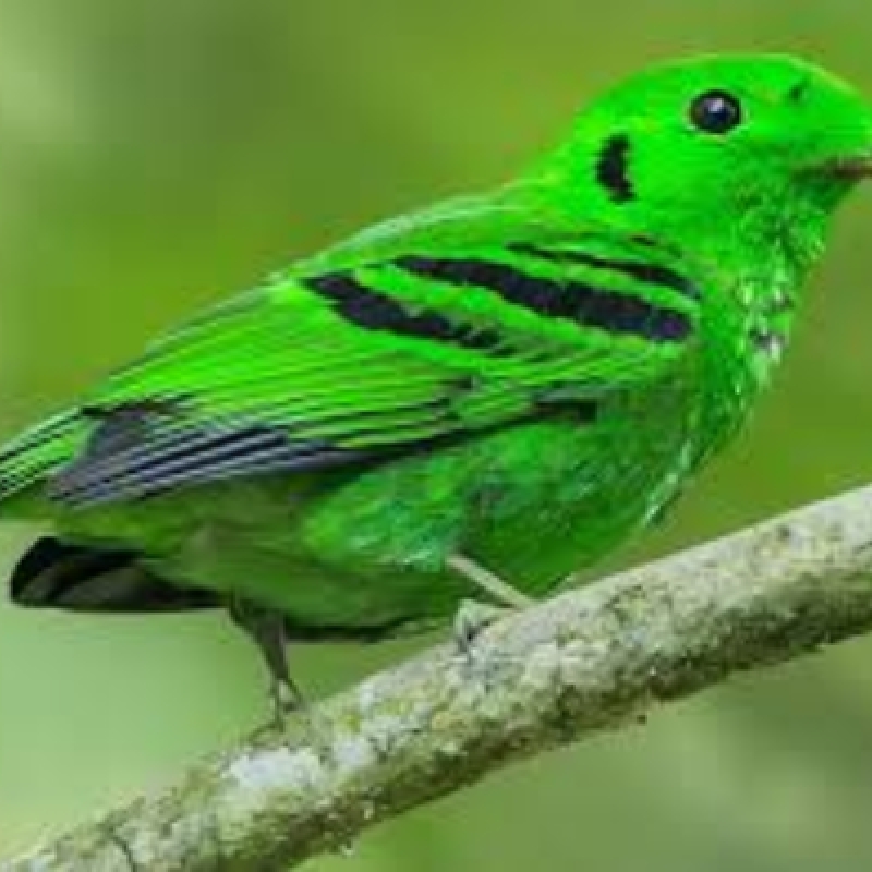 11 Days Birding and Wildlife Safari in Uganda 4