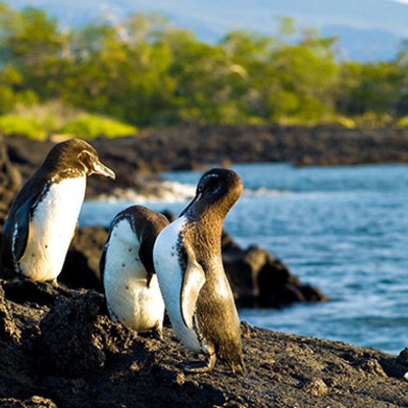 8 Days Galapagos Island Hopping in Santa Cruz and Isabela 2