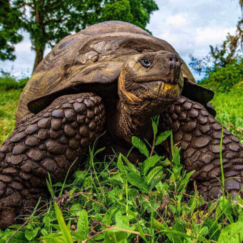 8 Days Galapagos Island Hopping in Santa Cruz and Isabela 3