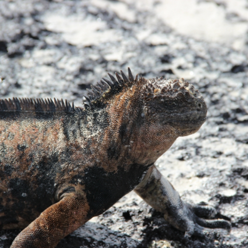 10 Days Galapagos Highlights Small Group Tour 3