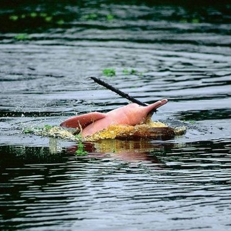 4 Days Peru Amazon Iquitos Expedition 2