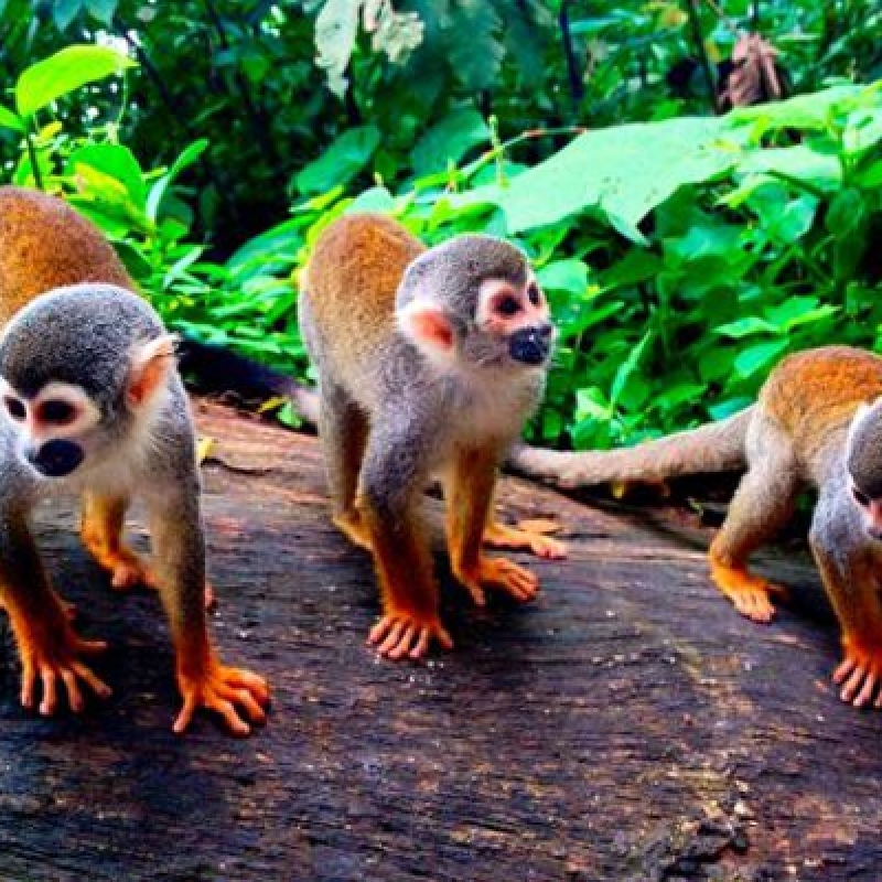 4 Days Peru Amazon Iquitos Expedition 3