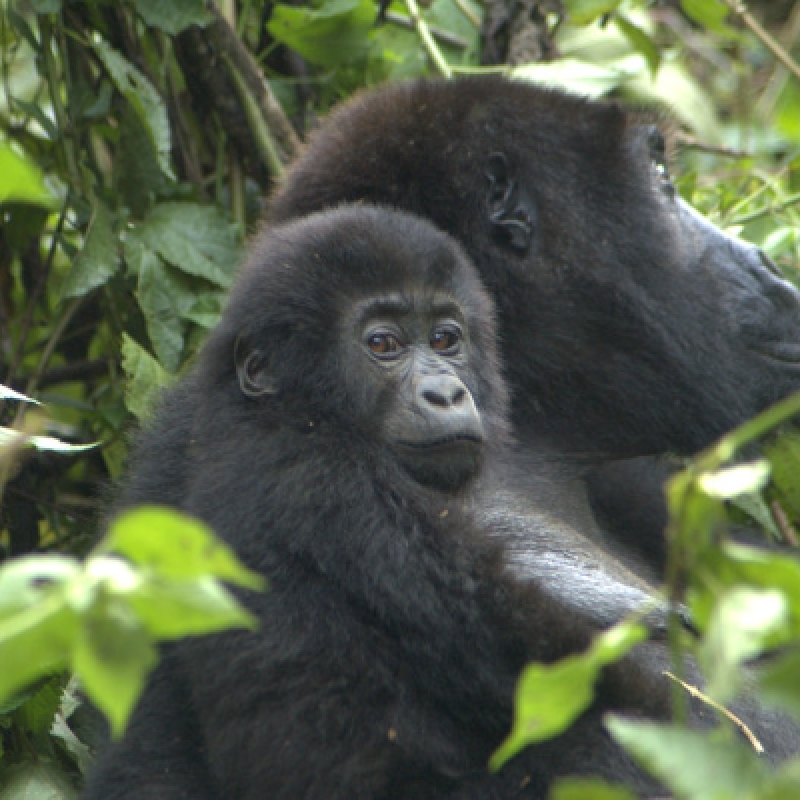 2 Days Gorilla Trekking in Bwindi from Kigali / Rwanda 1