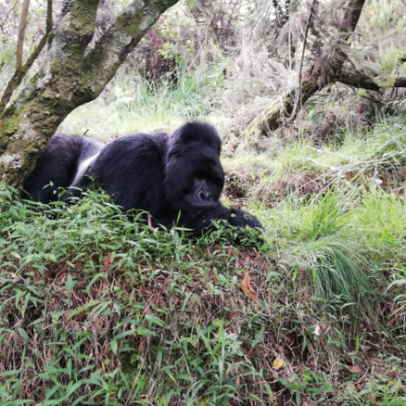 2 Days Gorilla Trekking in Bwindi from Kigali / Rwanda 2