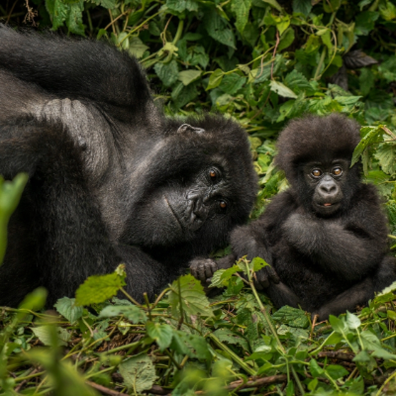4 days/3 nights Rwanda Ultimate Gorilla Trek Tour 1