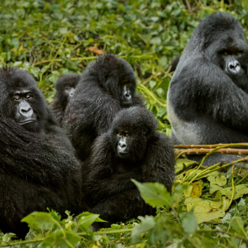4 days/3 nights Rwanda Ultimate Gorilla Trek Tour 2