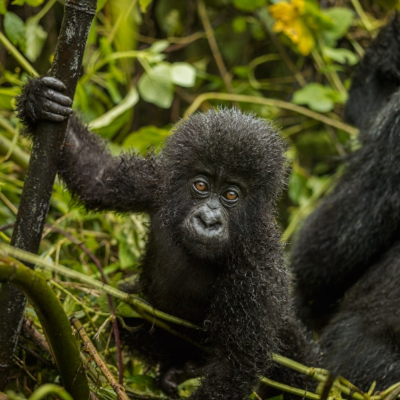 4 days/3 nights Rwanda Ultimate Gorilla Trek Tour 3