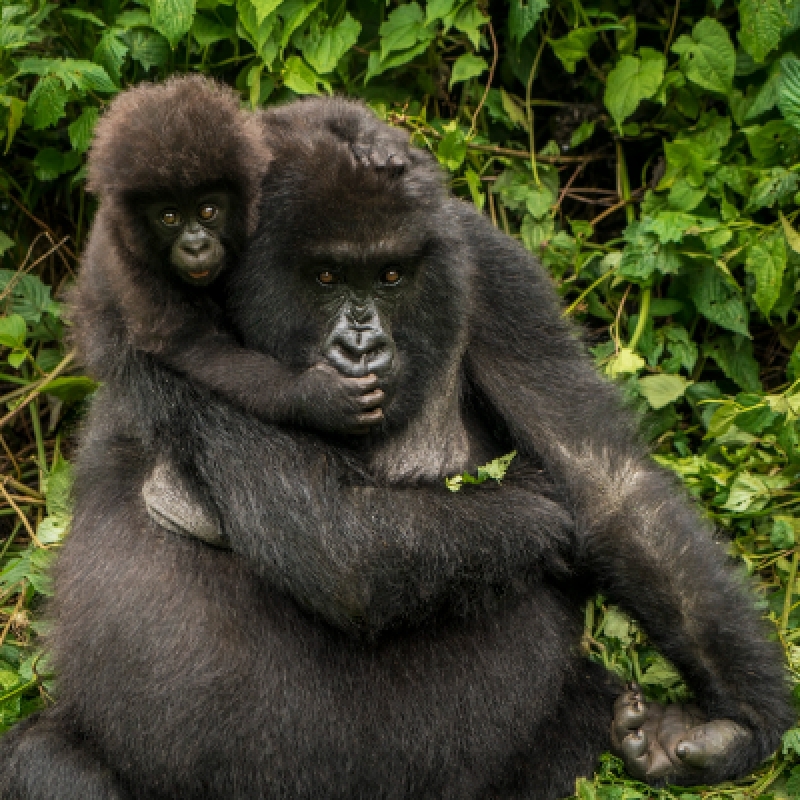 4 days/3 nights Rwanda Ultimate Gorilla Trek Tour 4